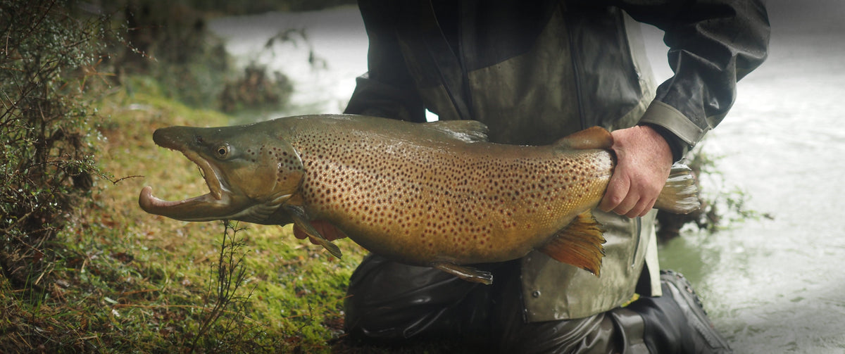 Dore's Mr Glister Tungsten Streamer
