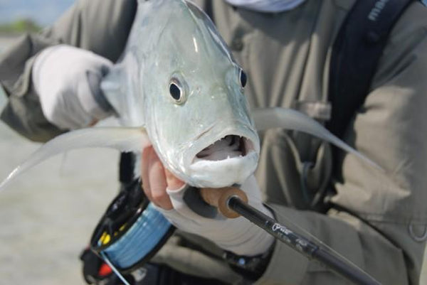 Untamed fly fishing take on Christmas Island