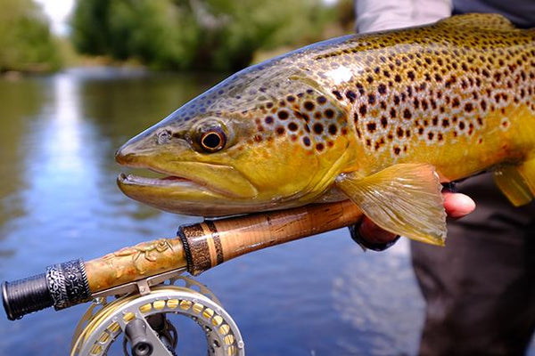 Friday Fly Day - All YOU need to know about spinnerfalls