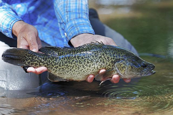 Team Tuesday - The Magic of Murray Cod