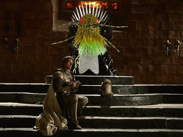 Friday Fly Day - King (cicada) of the Iron Throne