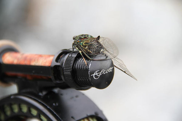 Cicadas in the Jurassic