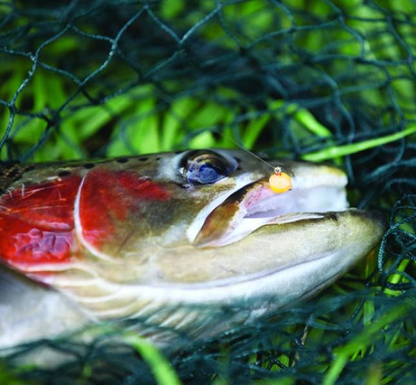 Trout love 'em!