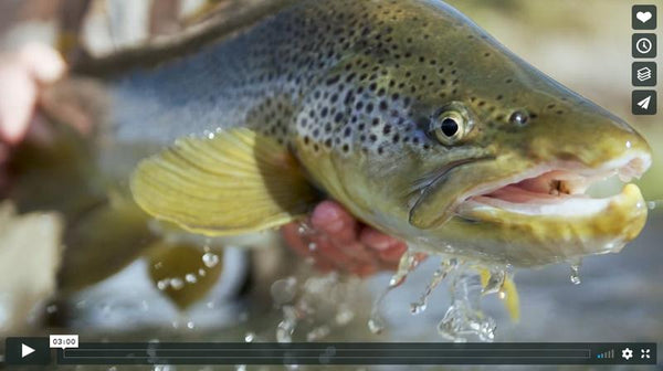 The Introduction of Brown Trout to New Zealand