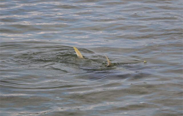 Salty Saturday - Season Update From King Tide Salt Fly