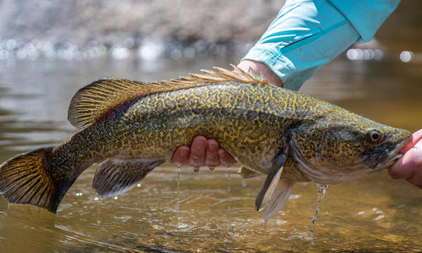 When is Murray Cod season?