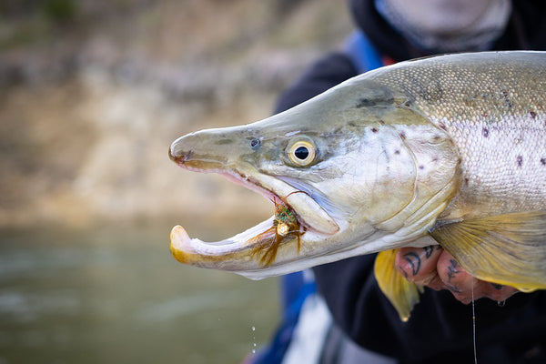 Friday Fly Day - The Effectiveness Of Fly Fishing With Streamers
