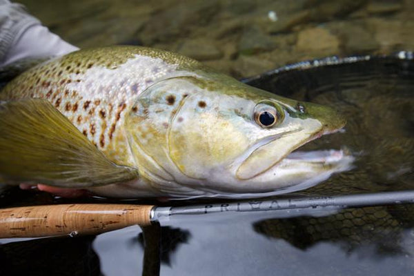 Techy Thursday - The Experts Review The Primal Zone Euro Nymph Range