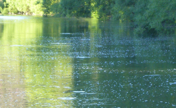Tasmanian Tailing Trout