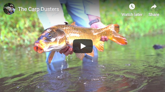 Manic Monday - The Carp Dusters