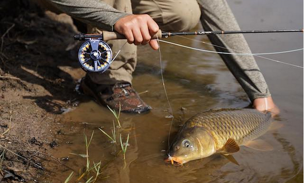 Manic Monday - Fishing Local