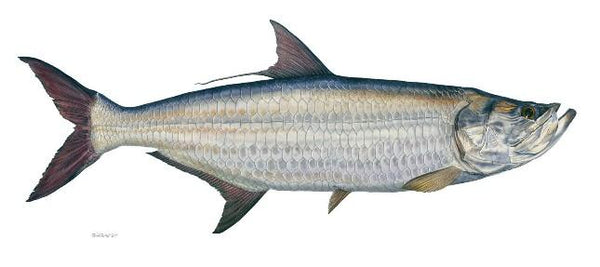 Salty Saturday - Underwater Tarpon by Manic Tackle Project