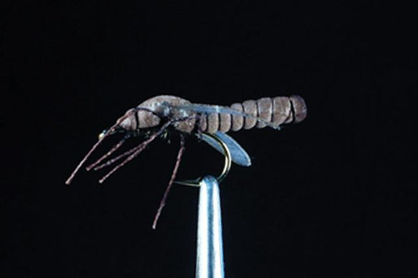 Friday Fly Day - True Cranefly
