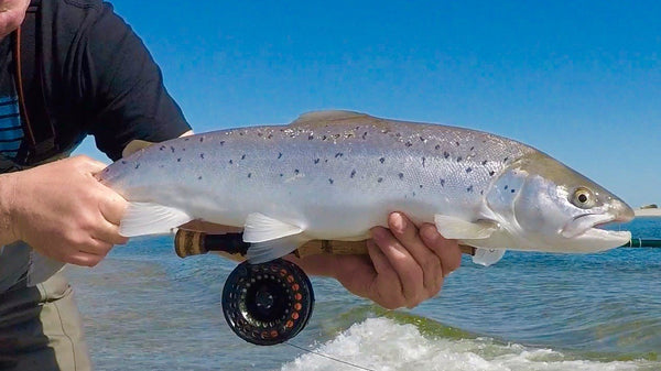 Friday Fly Day - Fresh Candy