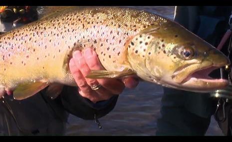 Manic Monday - Adventure Angler & the Eucumbene Spawning Run