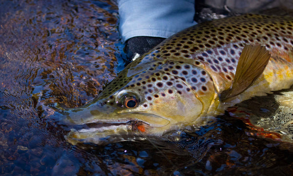 How To Pick Your Early Season Trout Flies