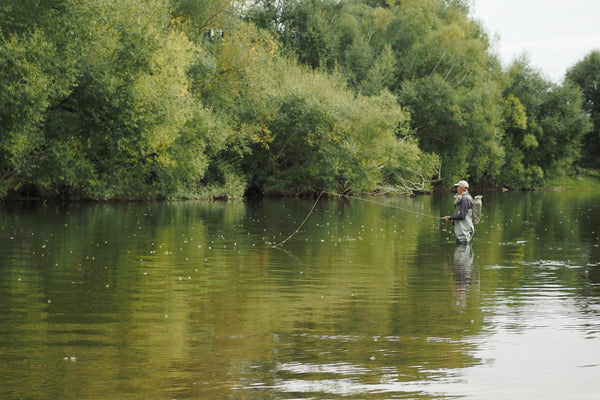 Rising trout on a southland stream