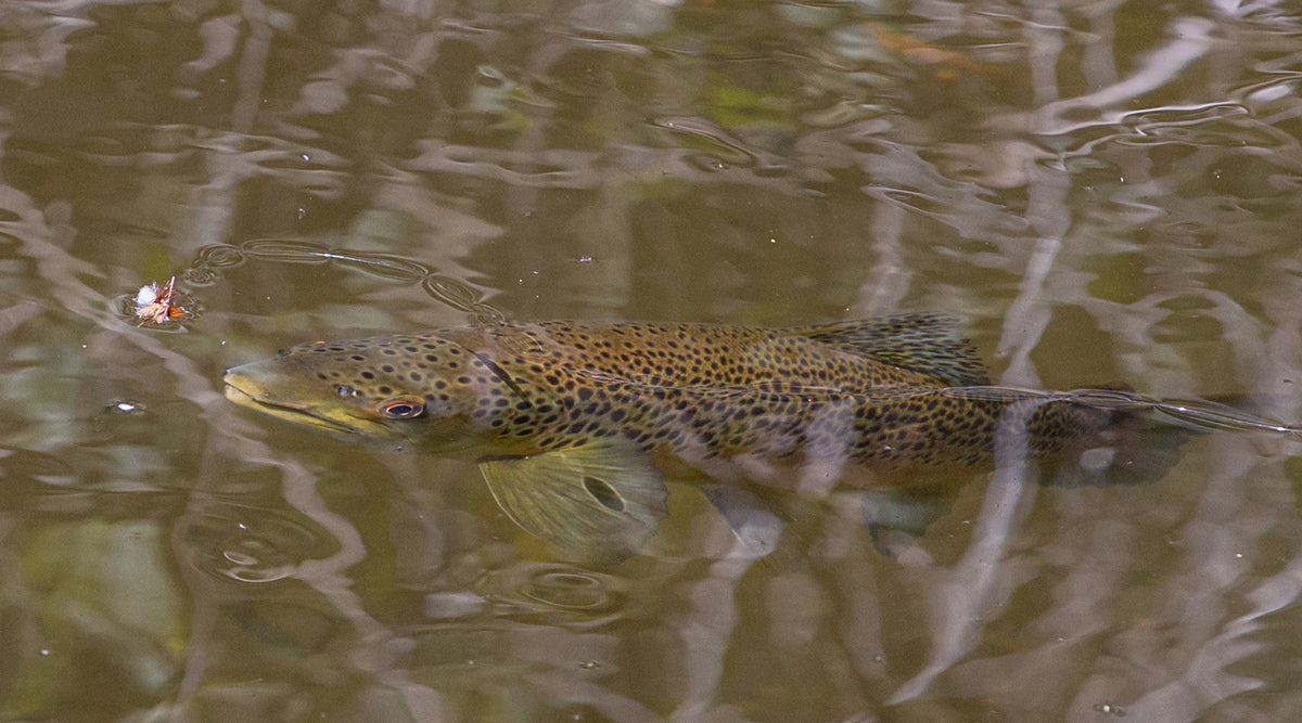 Dry Fly Being Eaten By A Trout | Manic Fly Collection