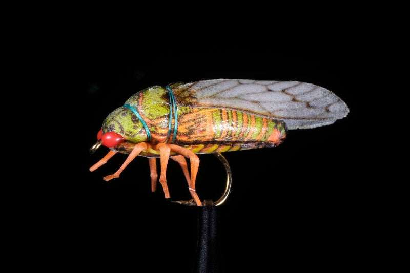 True Cicada | Manic Fly Collection